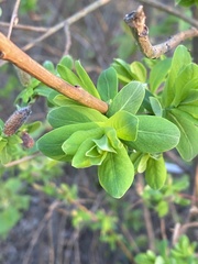 Salix kochiana