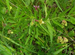 Vicia grandiflora
