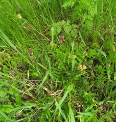 Vicia grandiflora