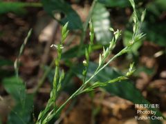 Ichnanthus pallens