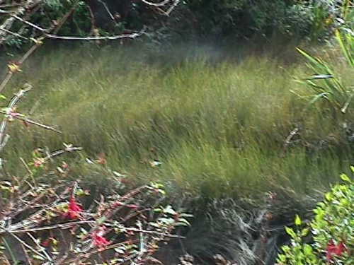 Apodasmia similis (Apodasmia similis)