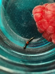 Nudobius lentus