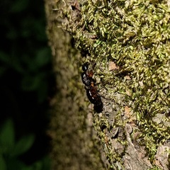 Camponotus kiusiuensis