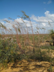 Gyrostemon racemiger