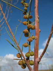 Gyrostemon racemiger