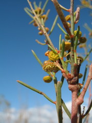 Gyrostemon racemiger
