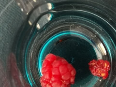Nudobius lentus