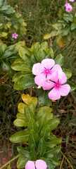 Catharanthus roseus