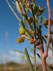 Gyrostemon racemiger