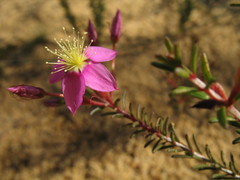 Calytrix brevifolia