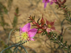 Calytrix brevifolia