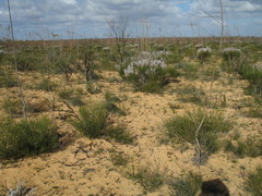 Gyrostemon racemiger