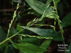 Ichnanthus pallens
