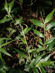Ichnanthus pallens