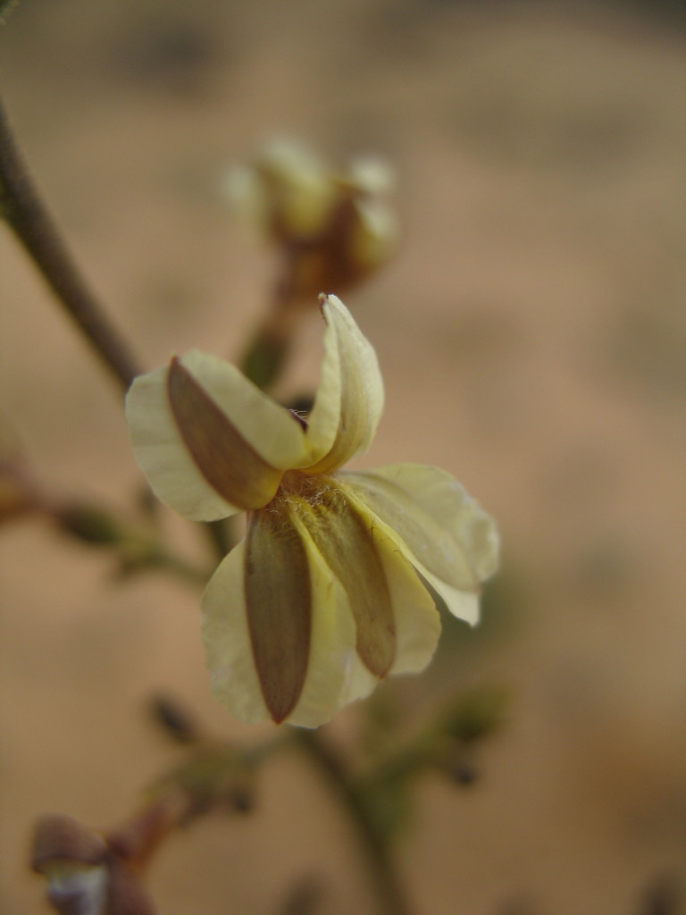Goodenia careyi