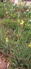 Bulbine frutescens