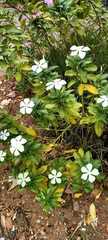 Catharanthus roseus
