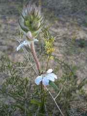 Scaevola sericophylla