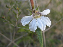Scaevola sericophylla