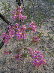 Calytrix brevifolia