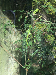 Naultinus punctatus