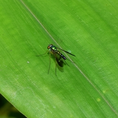 Condylostylus nebulosus