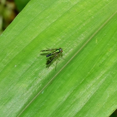 Condylostylus nebulosus
