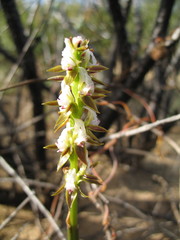 Prasophyllum sargentii