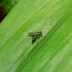 Condylostylus nebulosus