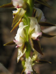 Prasophyllum sargentii