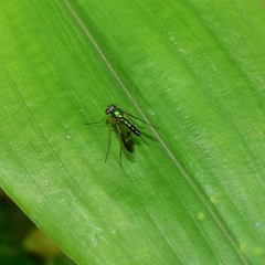 Condylostylus nebulosus
