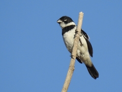 Sporophila morelleti