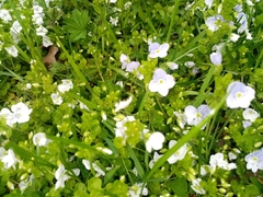 Veronica filiformis