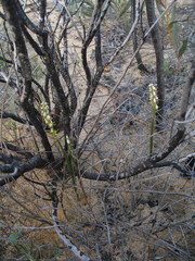 Prasophyllum sargentii