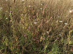 Odontites jaubertianus