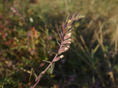 Odontites jaubertianus