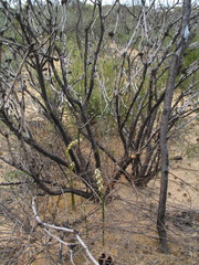 Prasophyllum sargentii