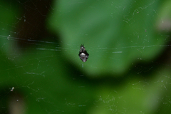 Cyclosa argenteoalba