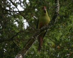 Enicognathus leptorhynchus