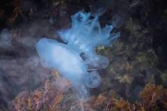 Rhizostoma pulmo