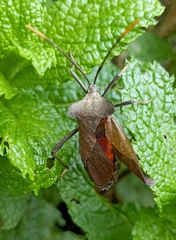 Ochrochira