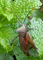 Ochrochira
