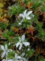 Arenaria querioides