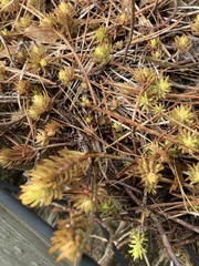 Petrosedum orientale