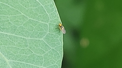Diptera