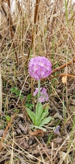 Primula denticulata