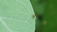 Diptera