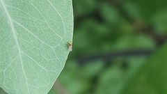 Diptera