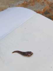 Apletodon dentatus