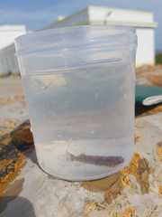 Apletodon dentatus